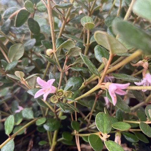 Correa alba 'Coastal Pink' pbr
