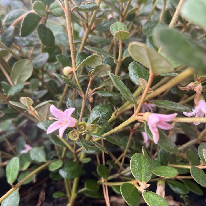 Correa alba 'Coastal Pink' pbr
