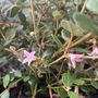 Correa alba 'Coastal Pink' pbr
