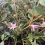 Correa alba 'Coastal Pink' pbr