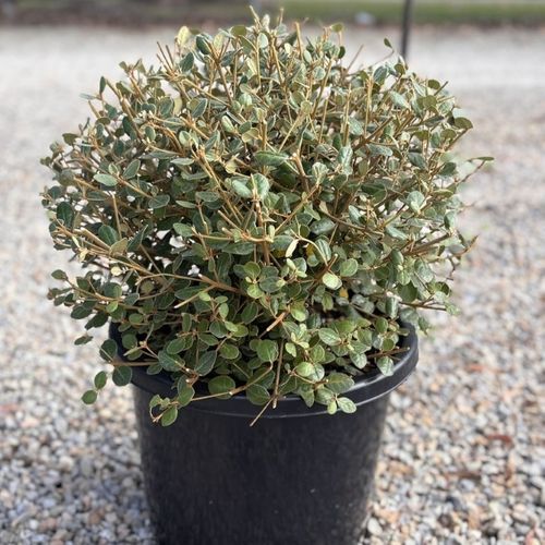 Correa alba 'Coastal Pink' pbr Ball