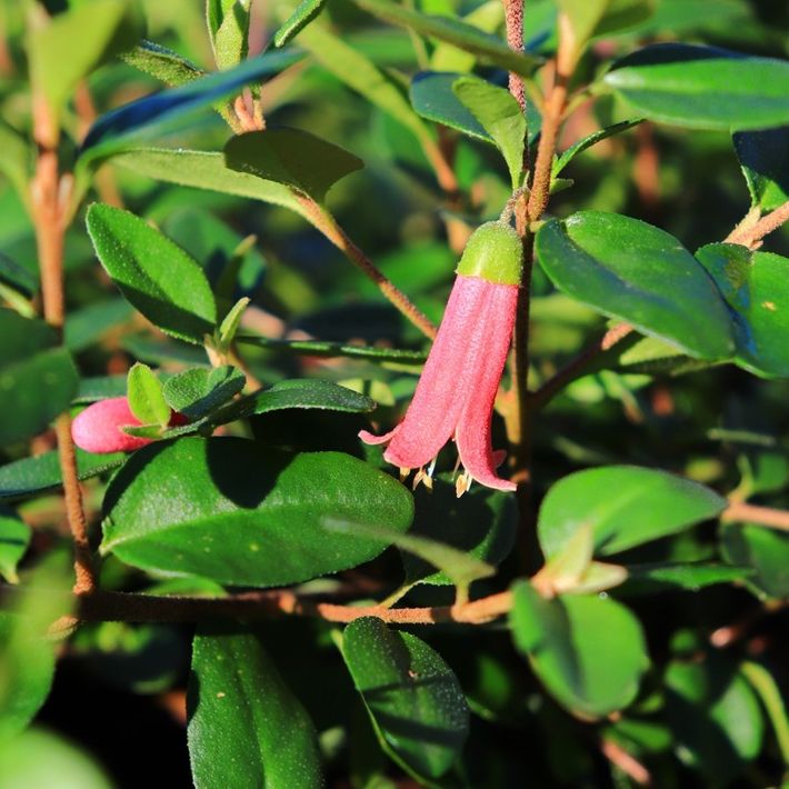 Correa pulchella x reflexa 'Dusky Bells'