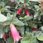 Correa pulchella x reflexa 'Dusky Bells'