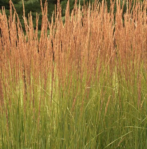 Calamagrostis x acutiflora 'Karl Foerster'