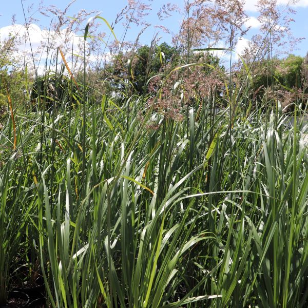 Calamagrostis x acutiflora 'Karl Foerster'