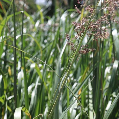 Calamagrostis x acutiflora 'Karl Foerster'