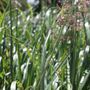 Calamagrostis x acutiflora 'Karl Foerster'