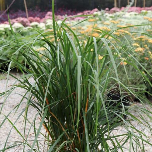 Calamagrostis x acutiflora 'Karl Foerster'