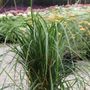 Calamagrostis x acutiflora 'Karl Foerster'