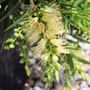 Callistemon viminalis 'Wilderness White'