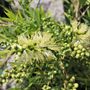 Callistemon viminalis 'Wilderness White'
