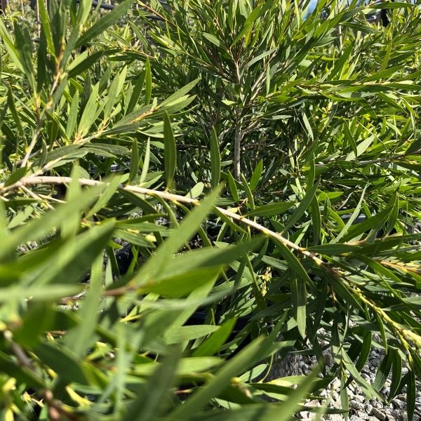 Callistemon viminalis 'Wilderness White'