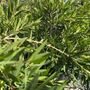 Callistemon viminalis 'Wilderness White'