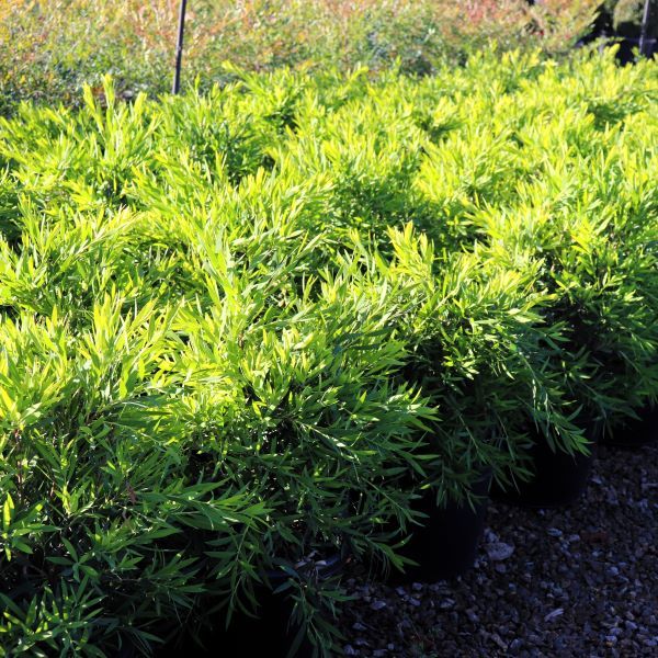 Callistemon viminalis 'Wilderness White'