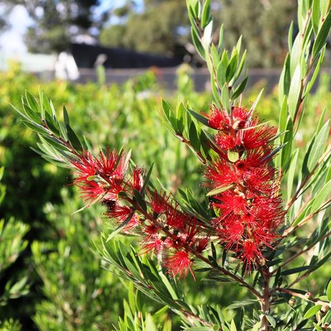 Callistemon viminalis 'CV01' Slim™ pbr