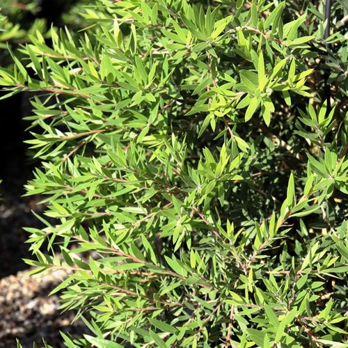 Callistemon viminalis 'CV01' Slim™ pbr