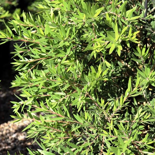 Callistemon viminalis 'CV01' Slim™ pbr