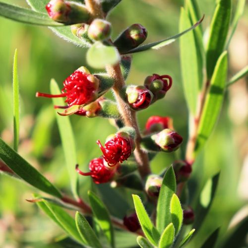 Callistemon viminalis 'CV01' Slim™ pbr