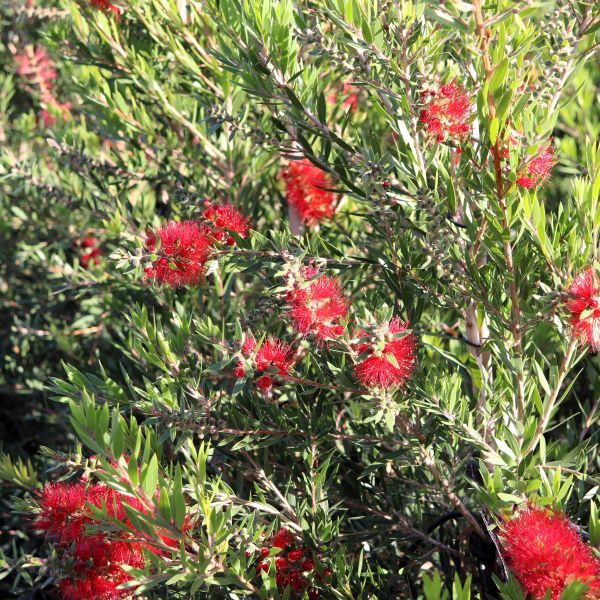 Callistemon viminalis 'CV01' Slim™ pbr