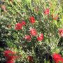Callistemon viminalis 'CV01' Slim™ pbr