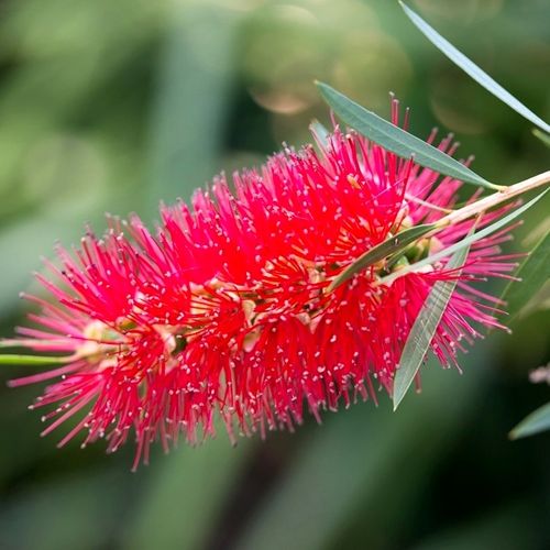 Callistemon 'Kings Park Special'