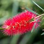 Callistemon 'Kings Park Special'