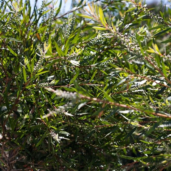 Callistemon 'Kings Park Special'