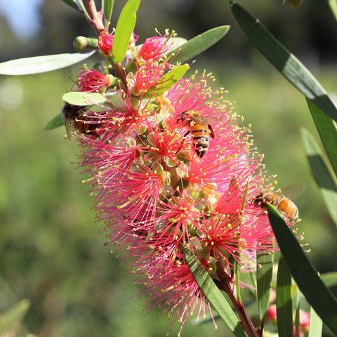 Callistemon 'Pink Champagne'