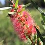 Callistemon 'Pink Champagne'