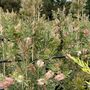 Callistemon 'Pink Champagne'