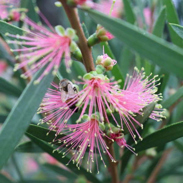 Callistemon 'Pink Champagne'