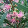 Callistemon 'Pink Champagne'
