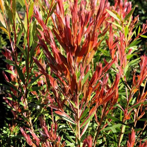 Callistemon salignus 'Perth Pink'