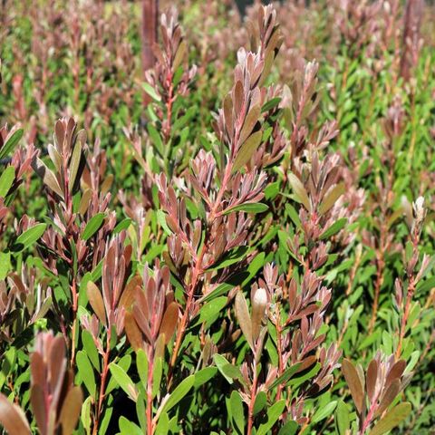 Callistemon spp 'Sweet Burst' pbr