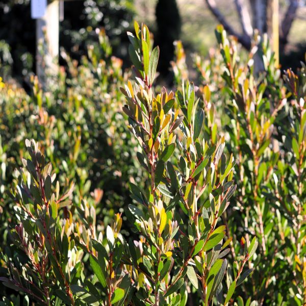 Callistemon spp 'Sweet Burst' pbr