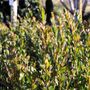 Callistemon spp 'Sweet Burst' pbr