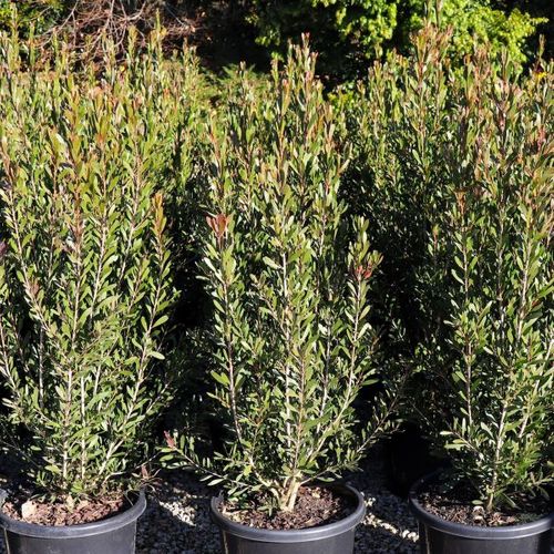 Callistemon spp 'Sweet Burst' pbr