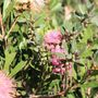 Callistemon spp 'Sweet Burst' pbr