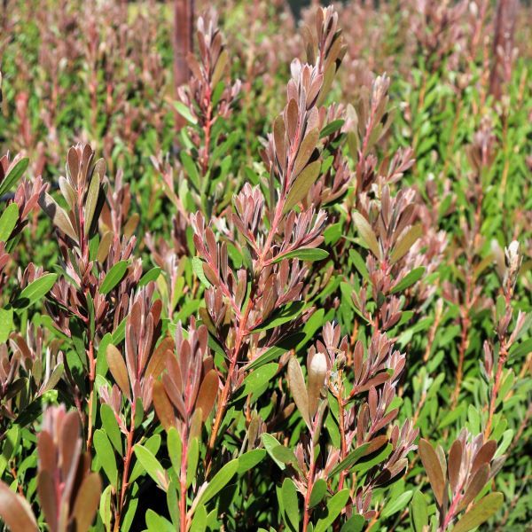 Callistemon spp 'Sweet Burst' pbr