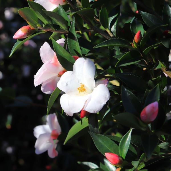 Camellia x hybrid 'Transtasman'