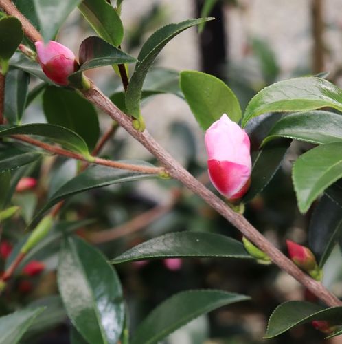 Camellia x hybrid 'Transtasman'