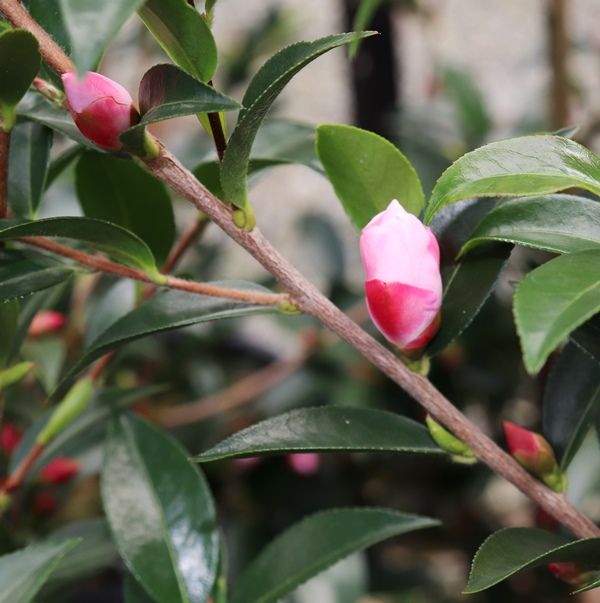 Camellia x hybrid 'Transtasman'