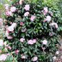 Camellia x williamsii 'Buttons n Bows'