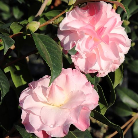 Camellia x williamsii 'Buttons n Bows'