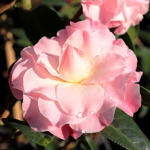 Camellia x williamsii 'Buttons n Bows' - Warners Nurseries Camellia x williamsii 'Buttons n Bows' - Warners Nurseries