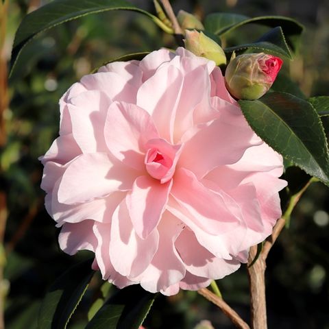 Camellia x williamsii 'Buttons n Bows'
