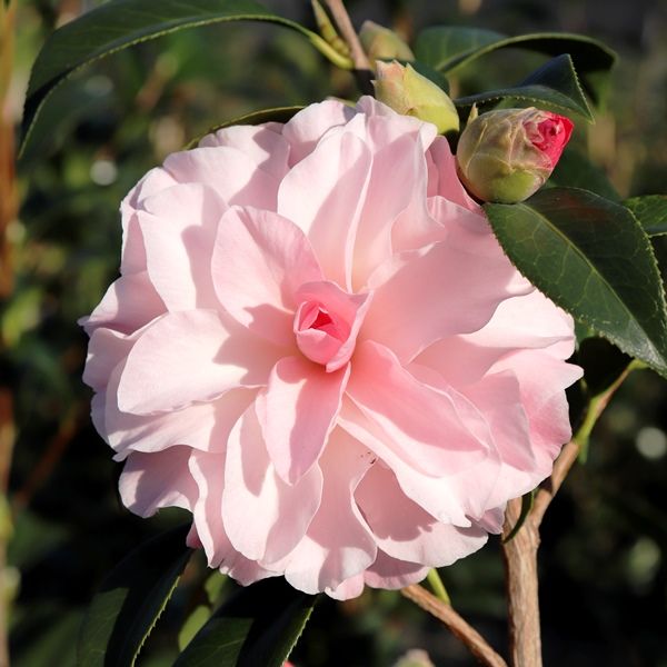 Camellia x williamsii 'Buttons n Bows' - Warners Nurseries Camellia x williamsii 'Buttons n Bows' - Warners Nurseries