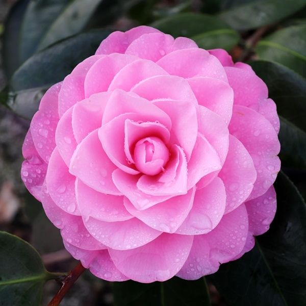 Camellia x williamsii 'Betty Ridley'
