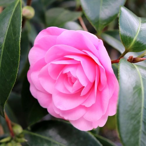 Camellia x williamsii 'Betty Ridley'