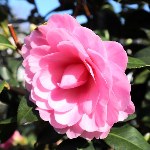 Camellia x williamsii 'Hari Withers'